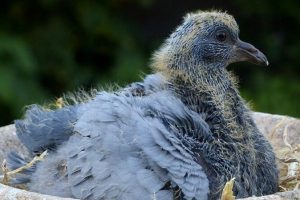 鳩の子供が飛べない理由と成長過程における重要なポイント 89 鳩の子供が飛べない理由と成長過程における重要なポイント