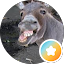 Swamp Donkey